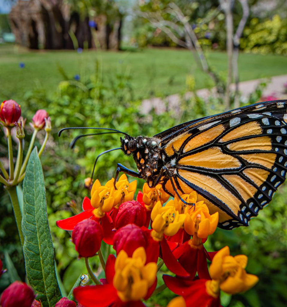 butterfly on flower