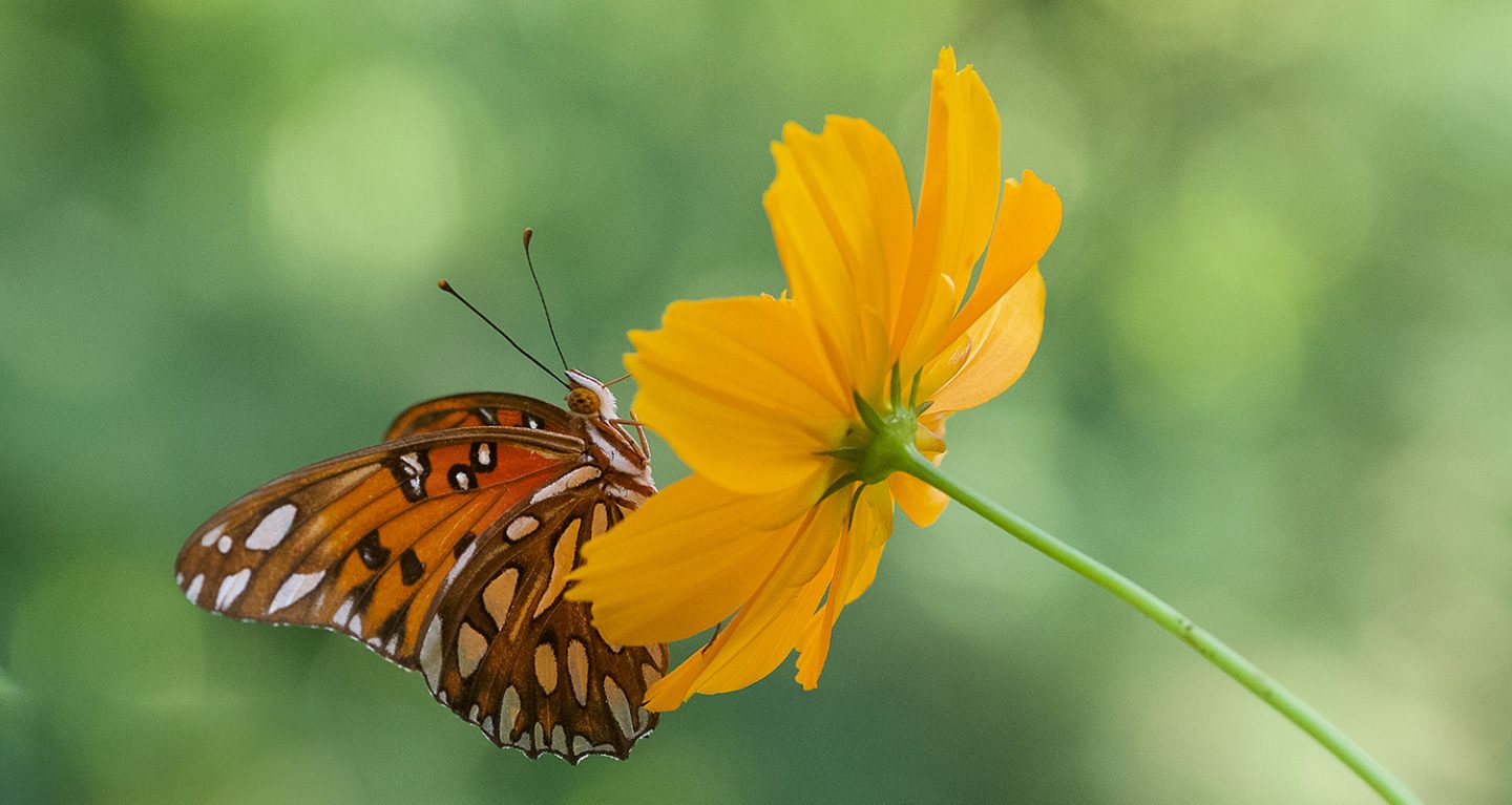 close up of butterfly