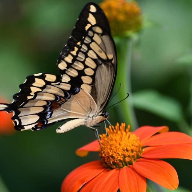 butterfly on flower