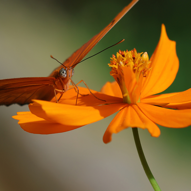 up close flower and butterfly